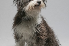 Studio portrait of a dog