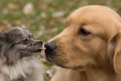 Portrait photo of two dogs