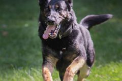 Action photo of dog running