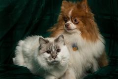 Studio photo of dog and cat