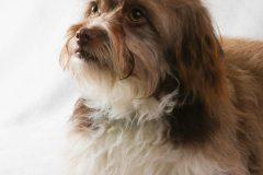 Dog photo studio
