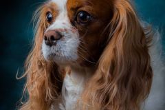 Studio photo of dog, spaniel