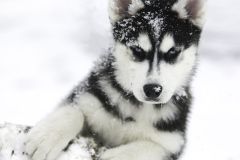 dog photo animal outdoor photo